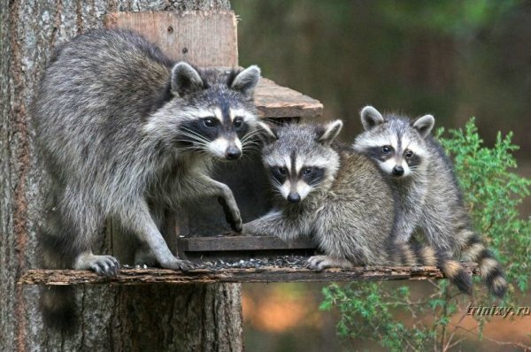 Семейка енотов