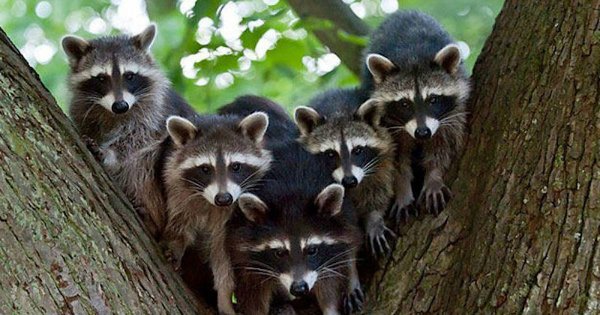 Еноты много