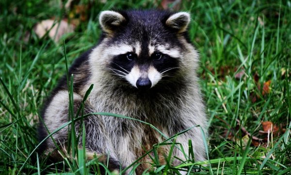 Енот полоскун морда