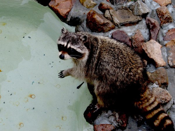 Грязный енот