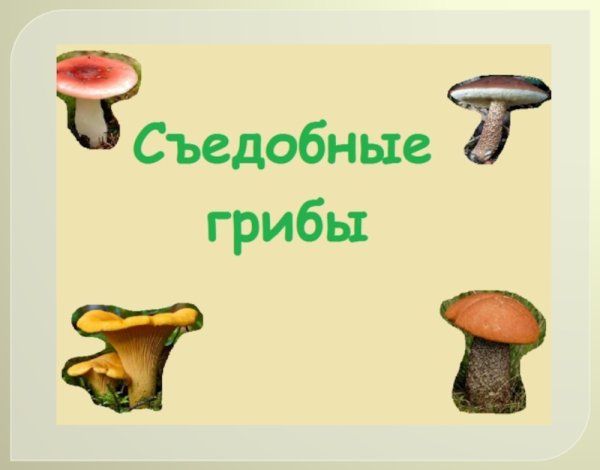 Съедобные грибы слайд