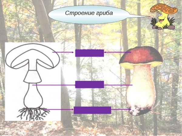 Строение гриба 2 класс окружающий