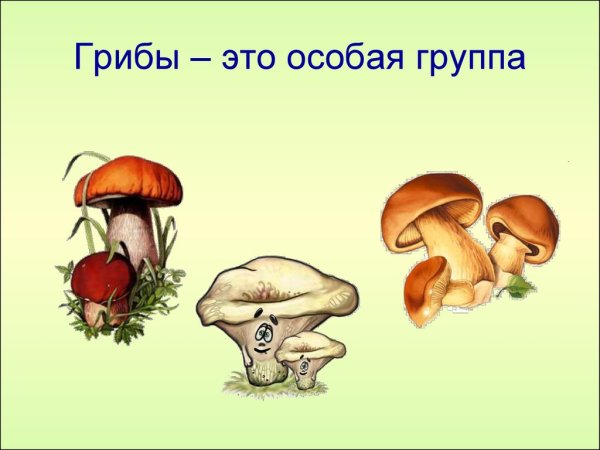 Тема грибы по окружающему миру