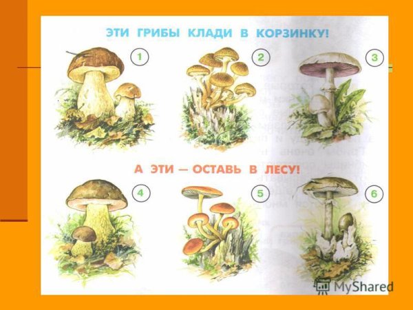 Грибы 2 класс окружающий мир