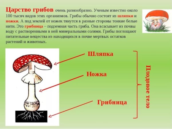 Доклад на тему грибы 3 класс окружающий мир