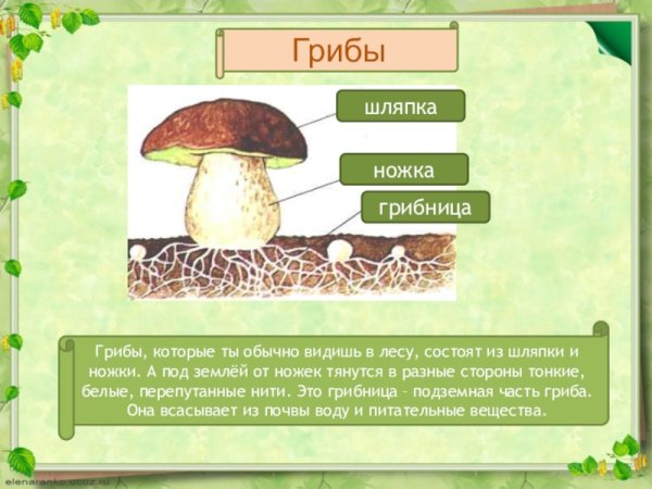 Грибы 3 класс окружающий мир