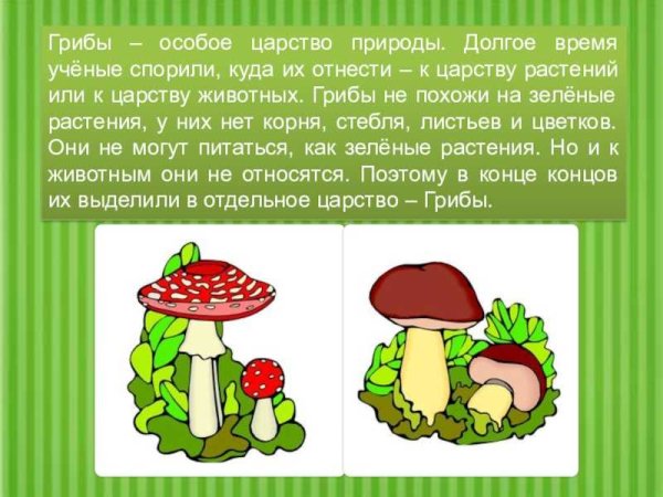 Тема грибы