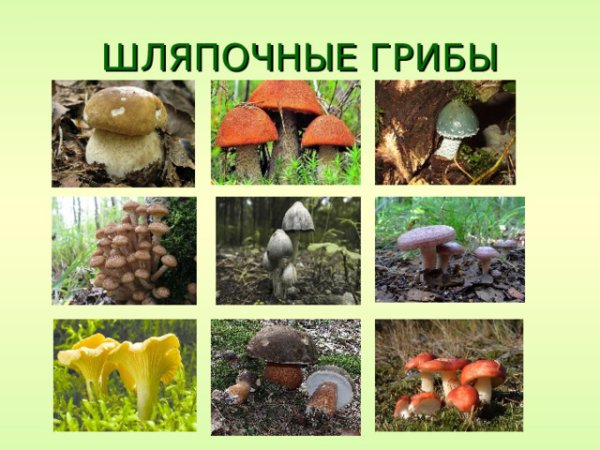 Окружающей мир царство грибов