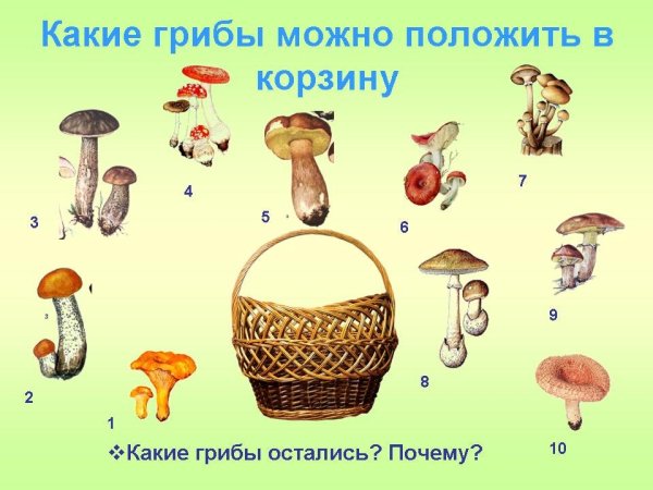 Игра съедобные не сбедобные грибы