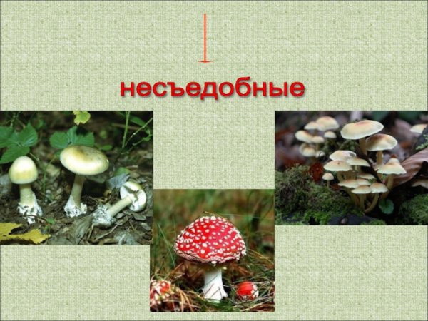 Окружающий мир в царстве грибов
