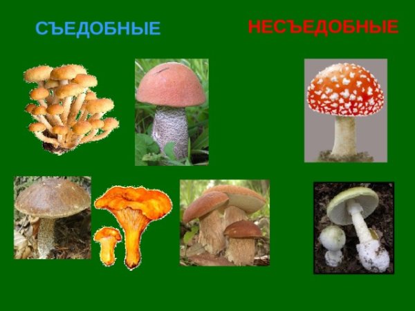 Царство грибов 3 класс окружающий мир