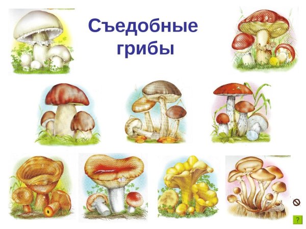 Карточки для игры съедобный несъедобный гриб