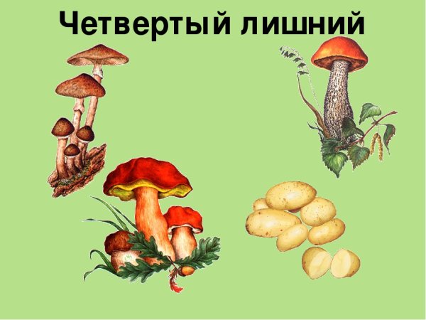 Грибы для детей дошкольного возраста