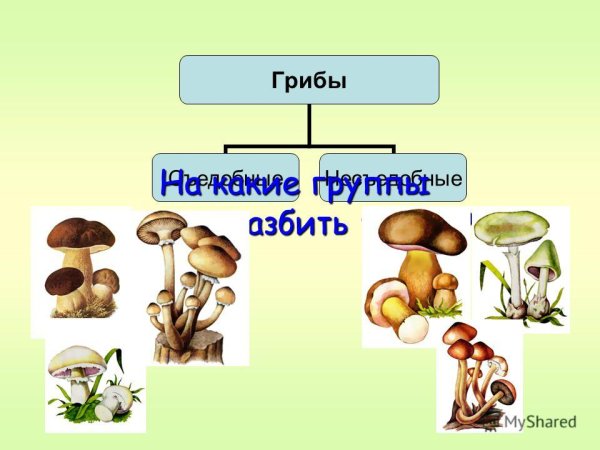 Грибы 2 класс окружающий мир