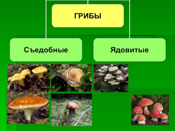 Царство грибов 3 класс
