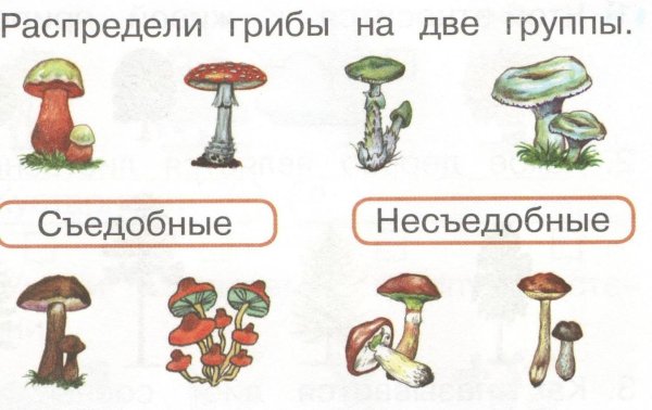Грибы съедобные и несъедобные задания для дошкольников