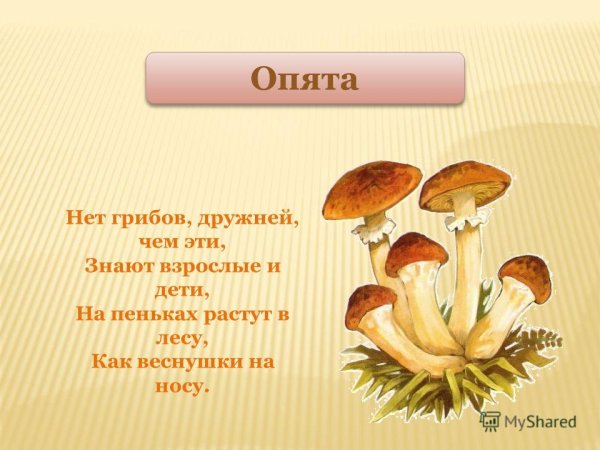 Загадки про грибы опята