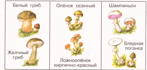 Съедобные грибы и несъедобные грибы 3 класс окружающий мир