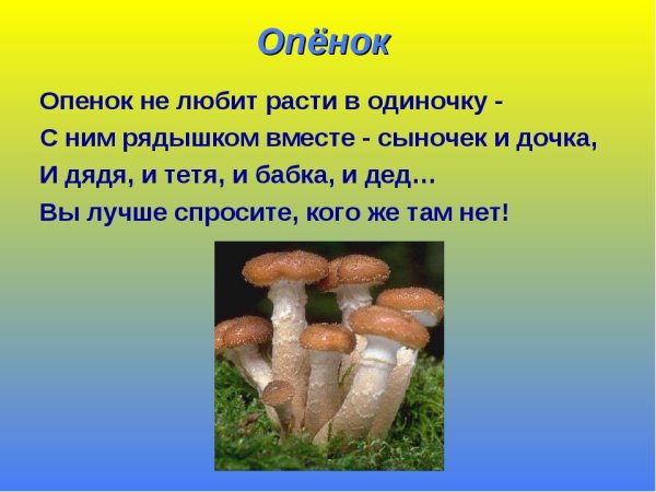 Грибы картинки с описанием