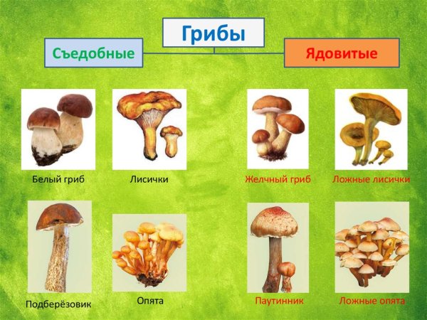 Схема ядовитые и съедобные грибы