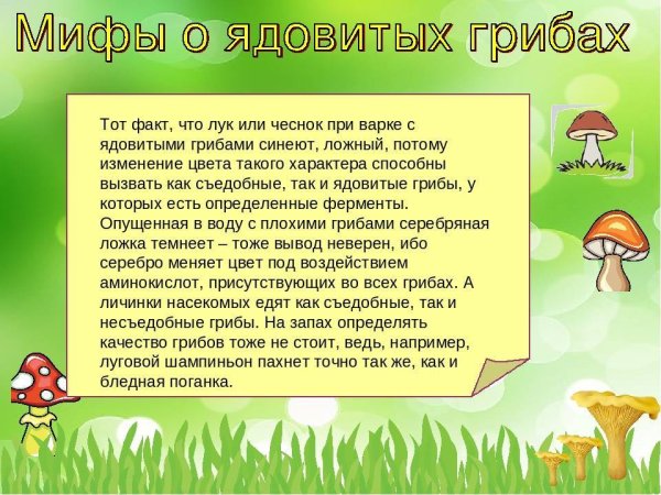 Интересное про грибы для дошкольников
