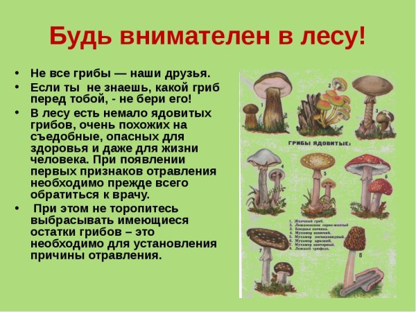 Ядовитые растения и грибы
