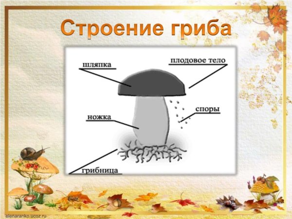 Строение гриба