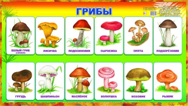 Тема грибы для дошкольников