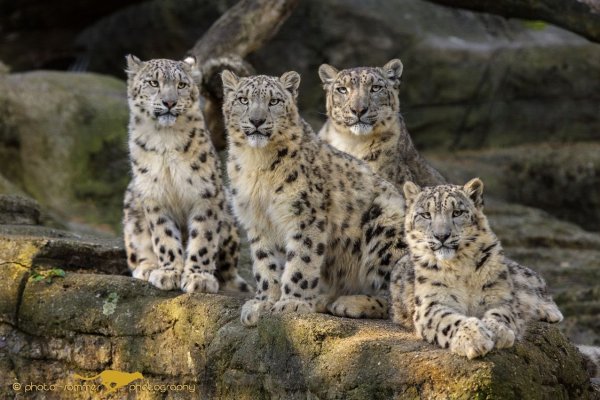 Популяция ирбиса