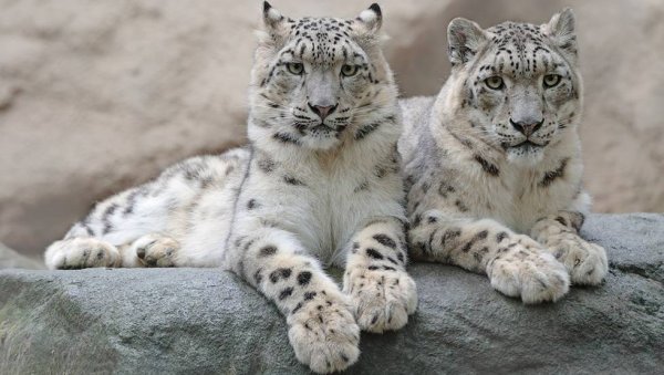 Британец снежный Барс