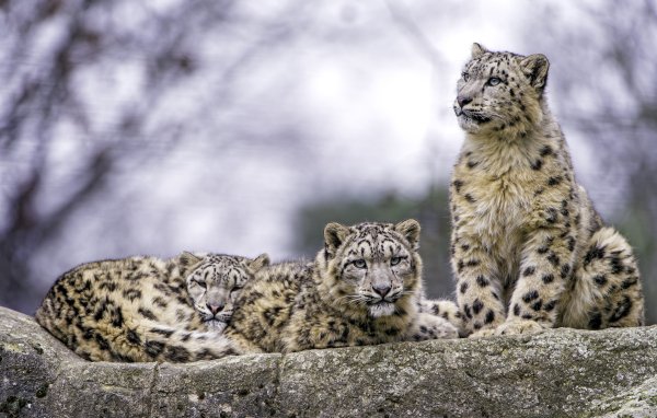 Снежный Барс Ирбис семья