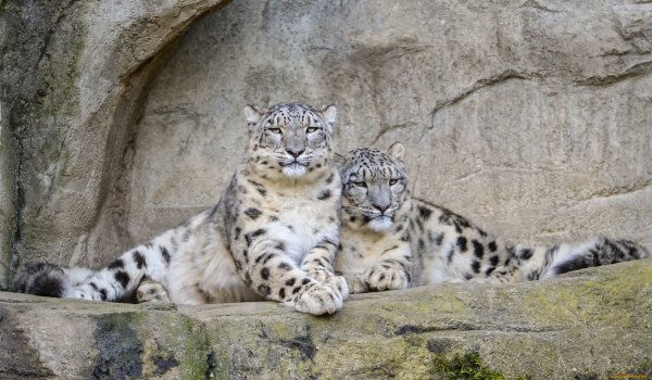 Ирбис самка