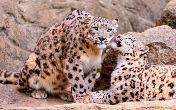 Снежный Барс Ирбис семья