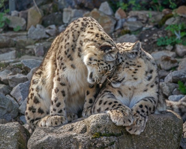 Спаривание снежных Барсов