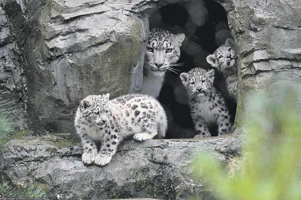 Снежный Барс Ирбис семья