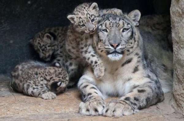 Снежный Барс детеныш