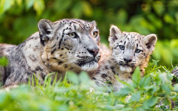 Снежный Барс Ирбис семья