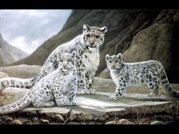 Джордж Шаллер снежные Барсы