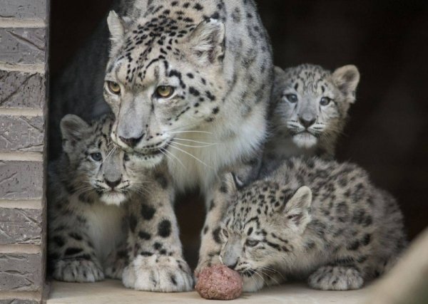 Барс с барсятами