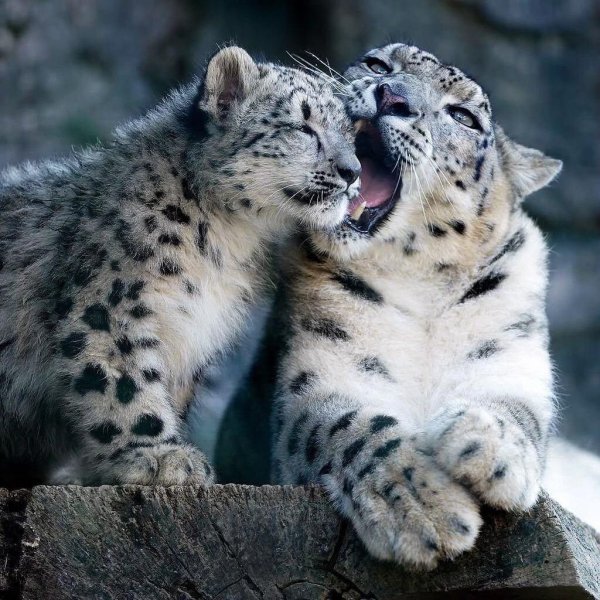 Снежный Барс детеныш