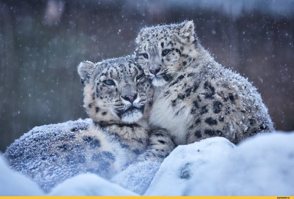 Снежный Барс WWF