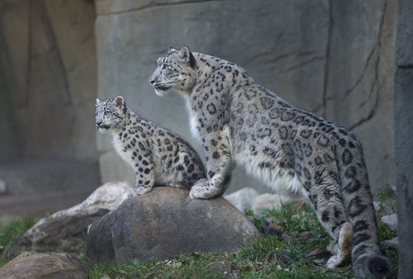 Дальневосточный снежный Барс