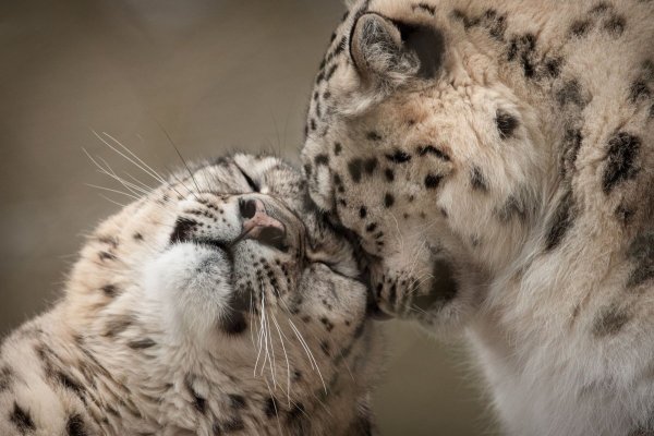 Снежный Барс обнимает