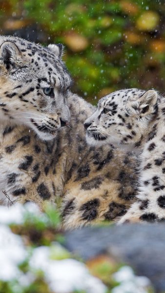 Снежный Барс семья