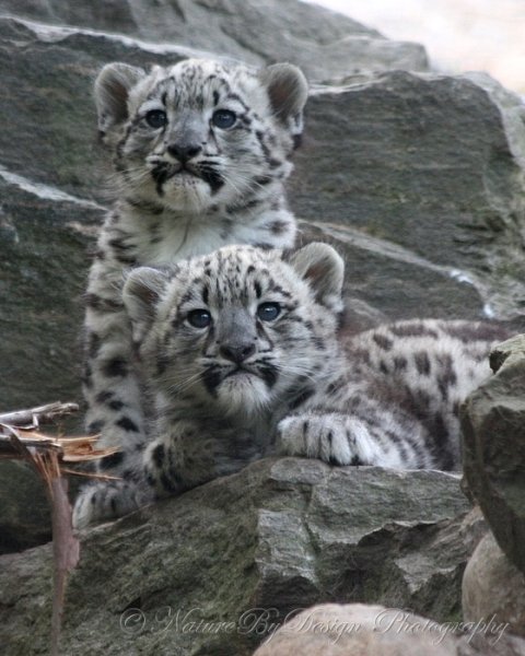 Барс с барсятами