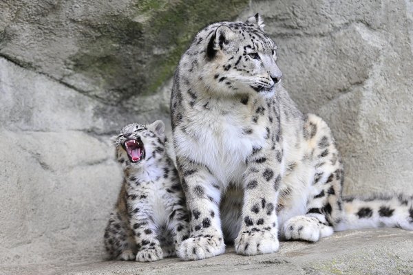 Ирбис альбинос