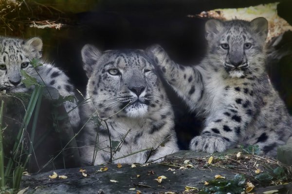 Снежный Барс семья