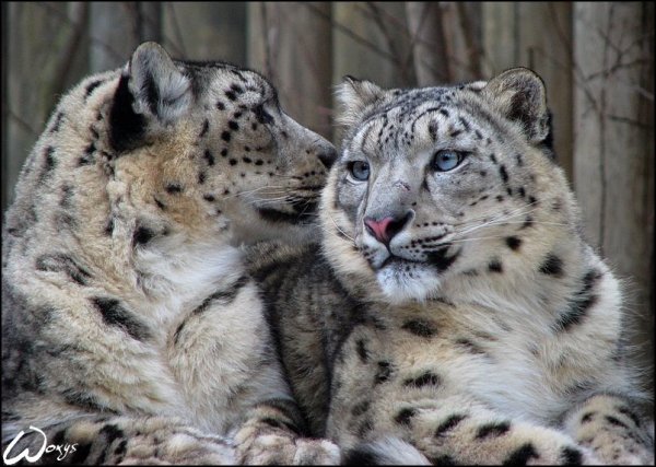 Снежный Барс самка и самец