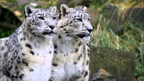 Снежный Барс Ирбис семья