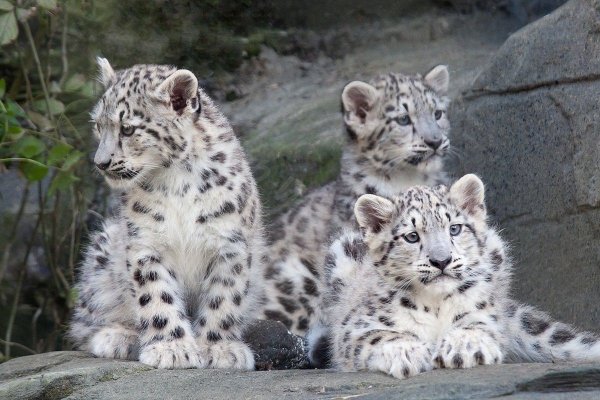 Международный день снежного Барса (International Snow Leopard Day)